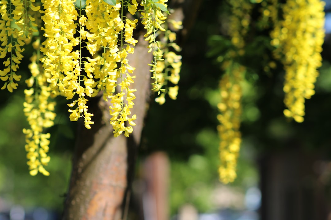 Photo laburnum